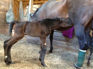 Dark bay filly out of Honor Student, born April 16