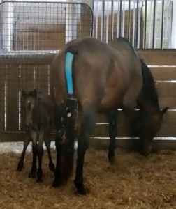 Dark bay filly out of Pico Spring Willow, born April 16